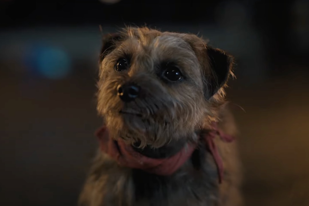 ‘Strays’: Will Ferrell is a revenge-seeking dog in hilarious, NSFW trailer for R-rated ‘Homeward Bound’