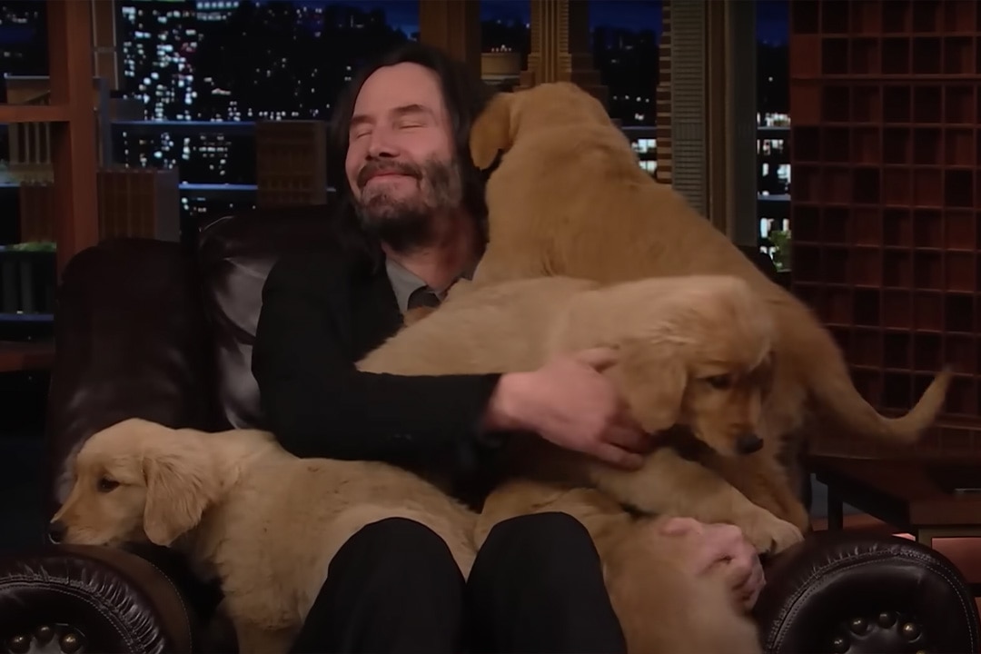 Keanu Reeves with so many puppies on The Tonight Show Starring Jimmy Fallon