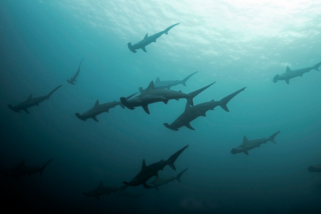School of scalloped hammerhead sharks