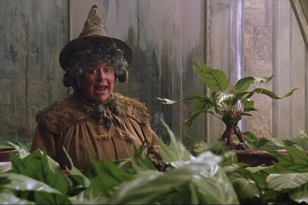 Professor Sprout (Miriam Margolyes) with a mandrake in Harry Potter and the Chamber of Secrets (2002)