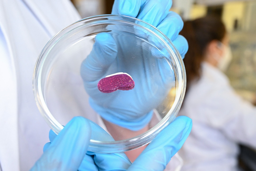 A piece of artificial meat produced with a 3-D printer on a petri dish.