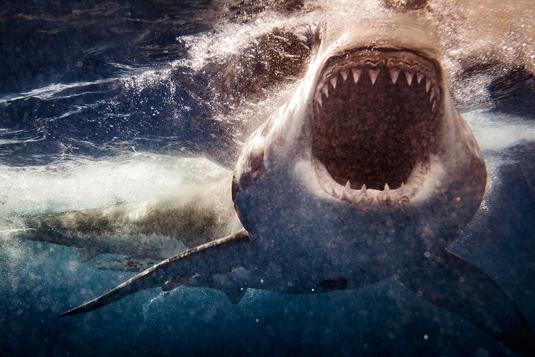 A great white shark bares its teeth with a wide open mouth.