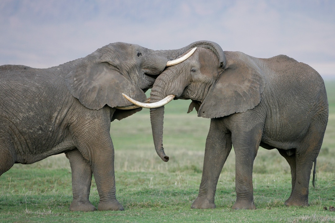 Two male African elephants play with each other