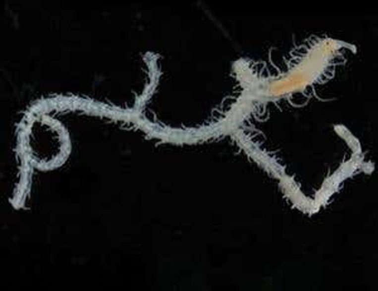 branching syllid worm