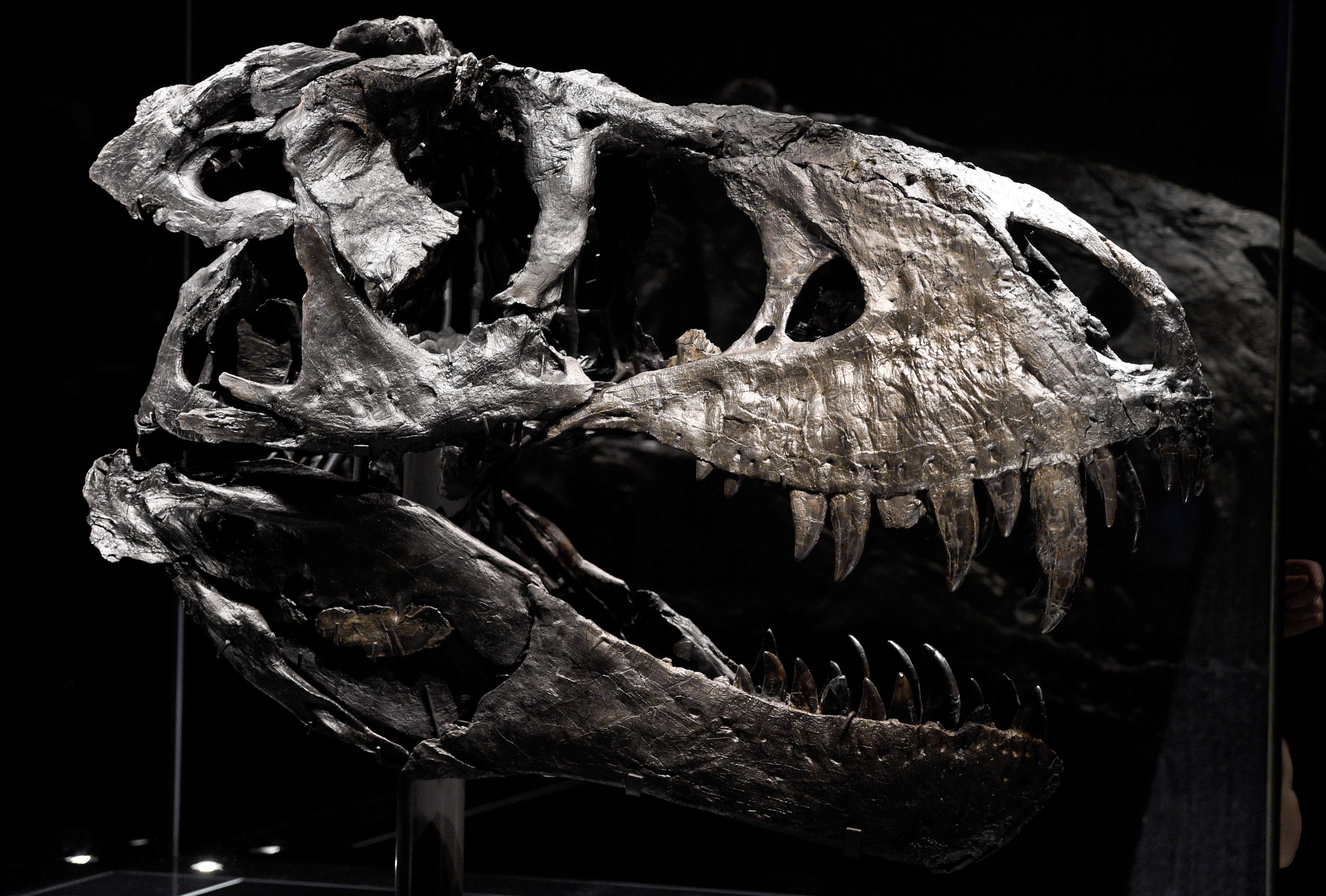 Is that dinosaur DNA in an amazingly preserved fossil, or.....not? | SYFY  WIRE