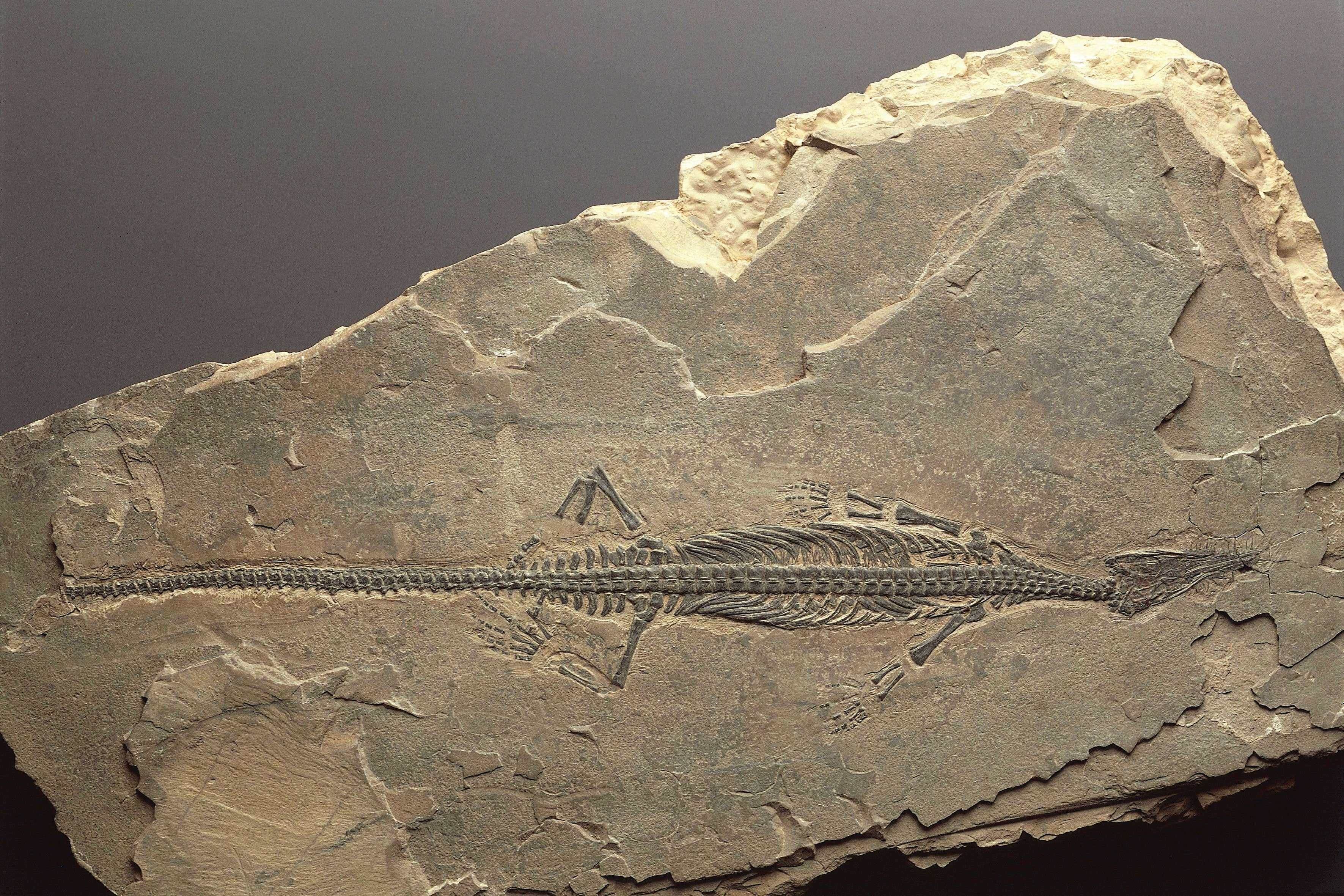  Fossilized Mesosaurus brasiliensis