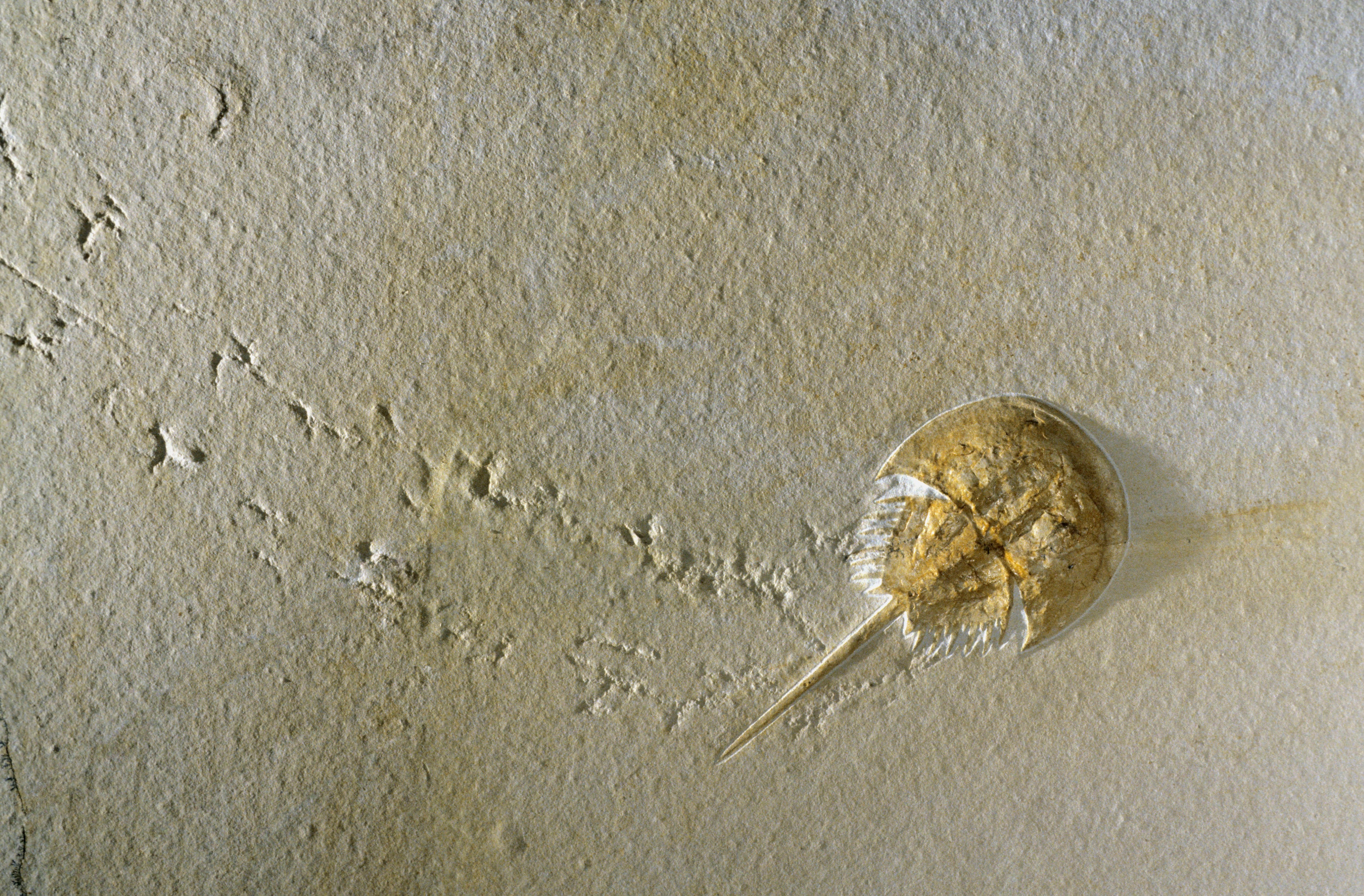 Ancient horseshoe crab's brain remained intact in a fossil for eons | SYFY  WIRE