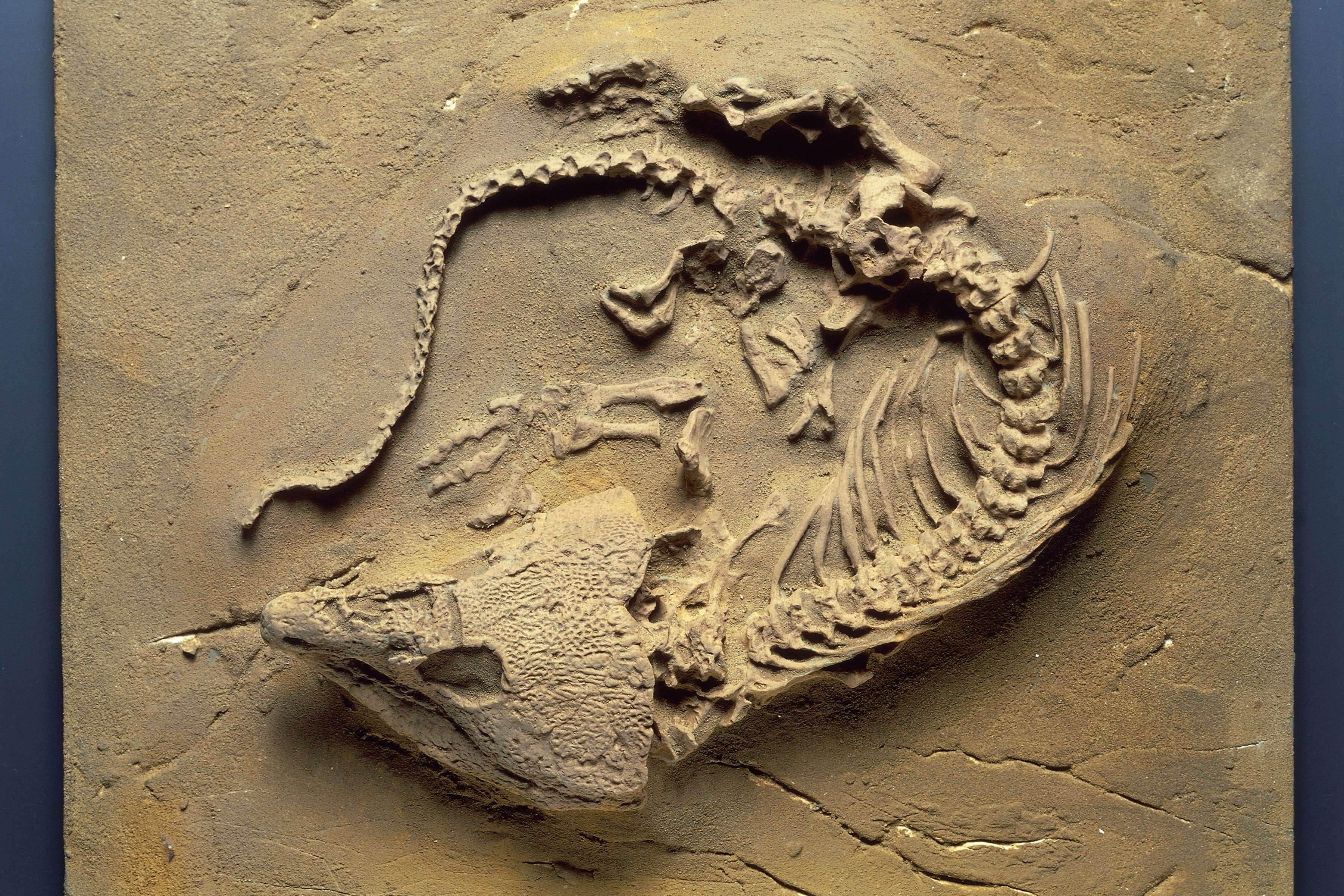 Labidosaurus hamatus fossil