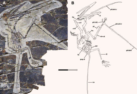 pterosaur 1