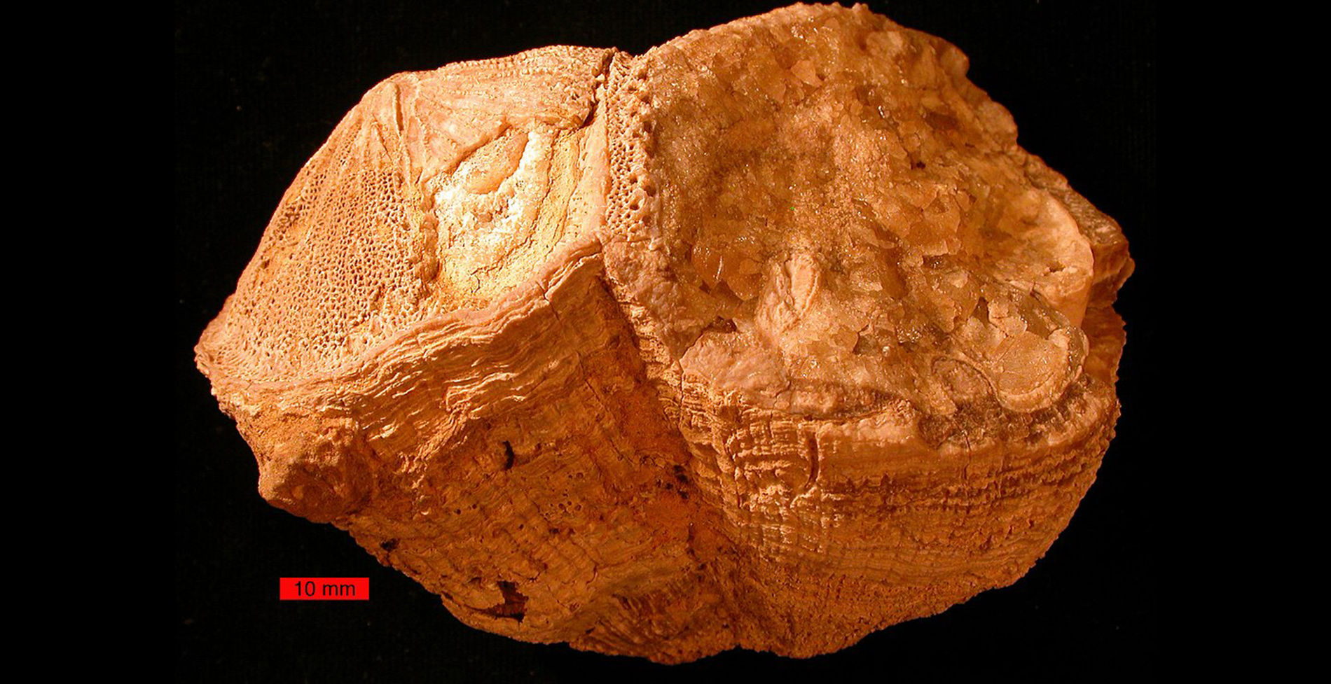 An example of a fossilized rudist bivalve from the Cretaceous Period.  Credit: Wikipedia, Wilson44691