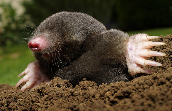 Happy Mole Day! If he sees his shadow, we’ll have 600 sextillion more days of spring. Credit: Shutterstock/Grimplet