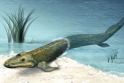 Tiktaalik