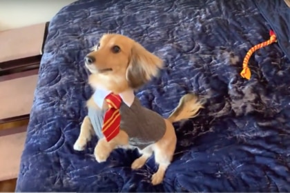 Harry Potter dog