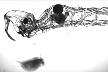 glassworm larva that could rival a Xenomorph