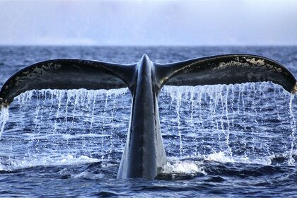 A whale tail fluke breaks the ocean surface