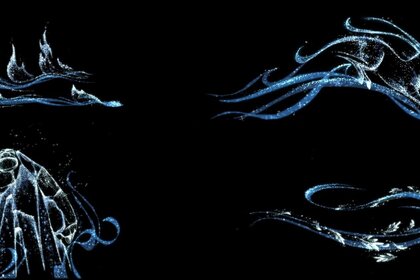 Four creatures are depicted in light