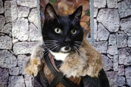 Cat Cosplay