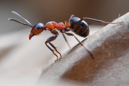 A European Wood Ant