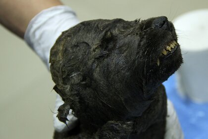 Dogor the mummified puppy