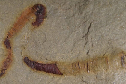 cloudinomorph fossil
