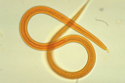 worm 1