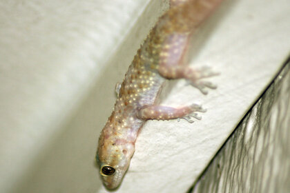 gecko 