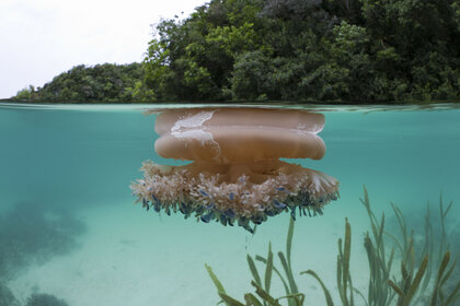 Upside-Down Jellyfish