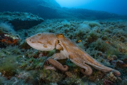 Octopus on the sea floor