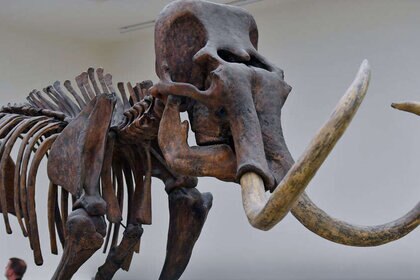 woolly mammoth skeleton