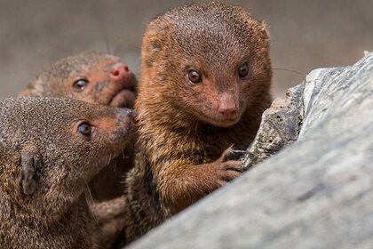 dwarf mongoose