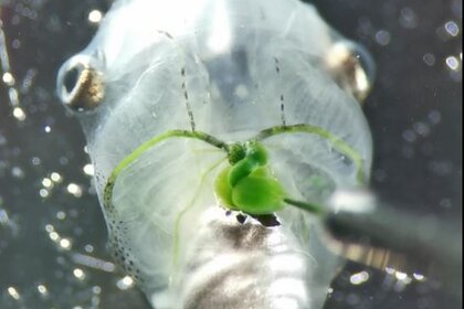 Algae Circulating Through Tadpole Vasculature
