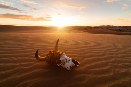 Liz Bull Skull in Desert