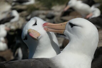 Albatross Pair PRESS