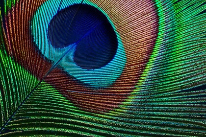 Liz Peacock feather GETTY