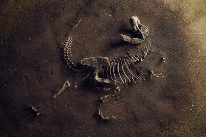 Liz TRex Fossil GETTY
