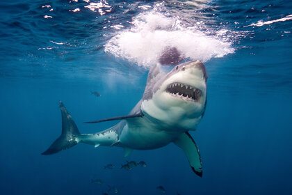 Liz Great White Shark GETTY