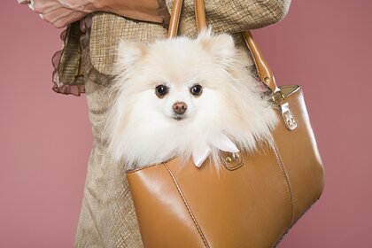 purse dog