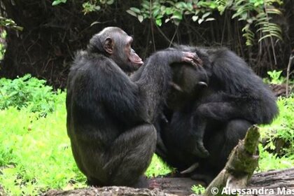 Cassidy Chimpanzee Grooming