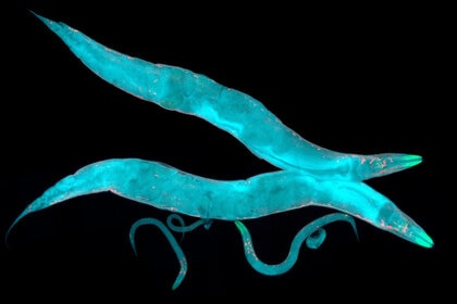 Liz Caenorhabditis elegans GETTY