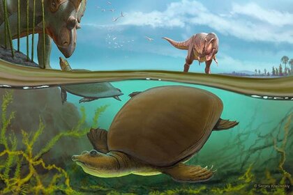 Cassidy Cretaceous softshell turtle
