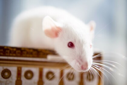 Cassidy White Rat With Red Eyes GETTY