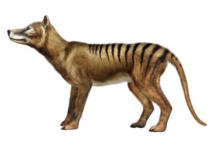 Cassidy Thylacine tiger GETTY