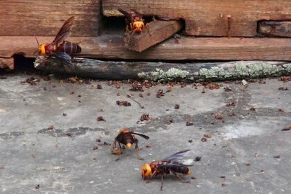 Cassidy Hornets Outside Honeybee Colony