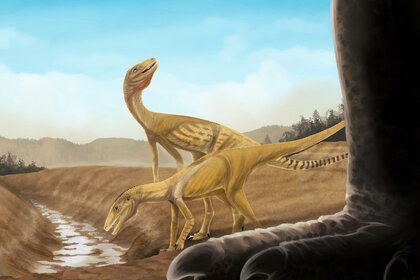 Liz dinosauromorph