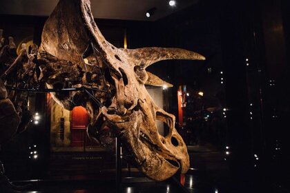 Close-up of a Triceratops skull