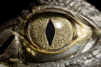Caiman Crocodile's eye, close up.