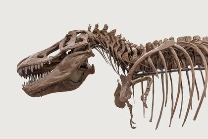 Fossil of Tyrannosaurus