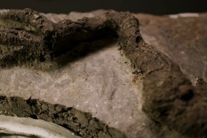 Preserved Dinosaur Leg From Tanis Site.