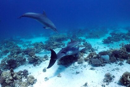 Dolphins Rubbing On Corals