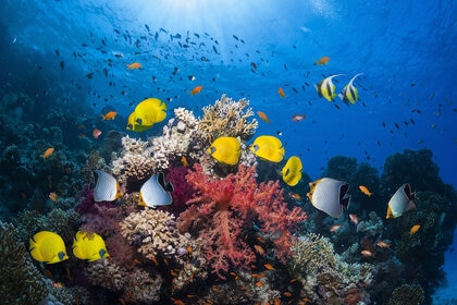 Coral reef scenery